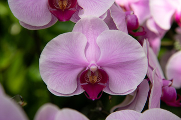 Fototapeta na wymiar 薄紫の蘭