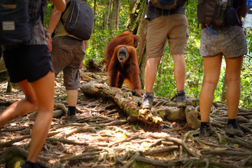 Orangutans and tourists © Rita