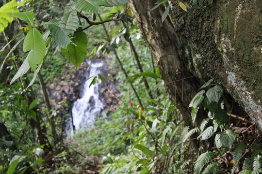 foret au climat tropical ou amazonien