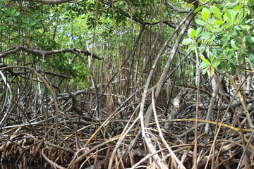 Foret tropicale et climat équatoriale dans une mangrove en Martinique