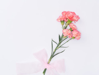 Obraz na płótnie Canvas beautiful carnation flower