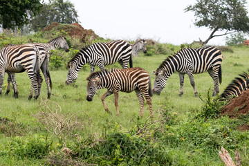Fototapeta na wymiar A zebra herd feeding on the grass