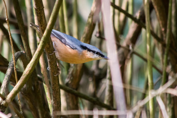 Eurasian nuthatch