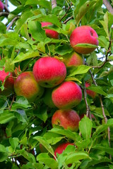 Apfelbaum mit leckeren, gesunden, roten Äpfeln