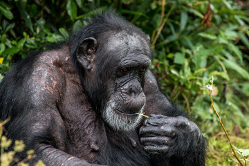 chimpanzee