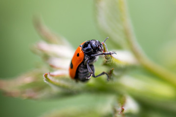 red bug