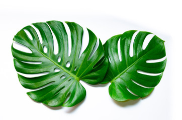 Monstera leaves leaves with Isolate on white background Leaves on white