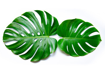 Monstera leaves leaves with Isolate on white background Leaves on white