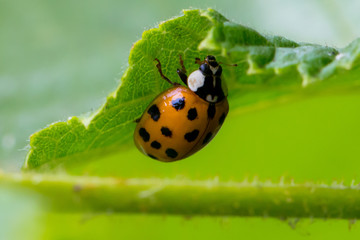 multiple dots!