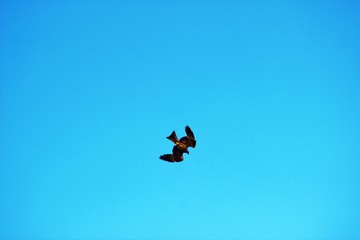 Vol d'un rapace en plein ciel en train de chasser