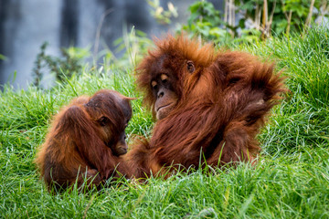 orangutan © Peter Robinson