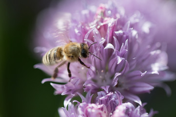 honey bee :-)