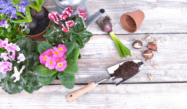 shovel full of soil and flowers put on a garden table for potting