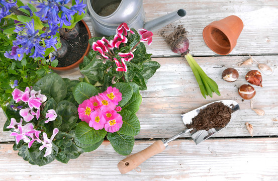 blooming flowers and bulbs put on a garden  table for potting