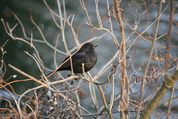 Amsel im Gesträuch