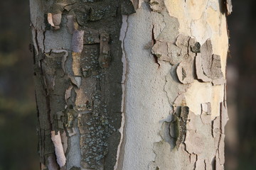 Rinde / Borke einer Platane