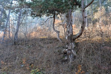 autumn in the forest
