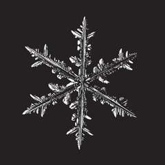 Snowflake on black background. Vector illustration based on macro photo of real snow crystal: beautiful stellar dendrite with complex, elegant arms, ornate shape and glossy, relief surface.