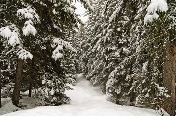 winter scenery, Haute savoie, France. Pine forest covered with snow,