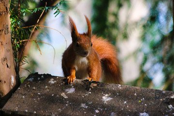 eichhörnchen