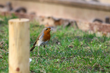 robin