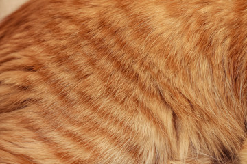 Ginger cat fur texture. Photo close-up