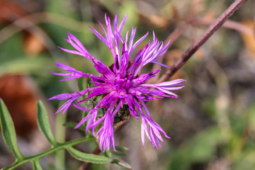 Lila Flockenblume, Skabiose, Centaurea