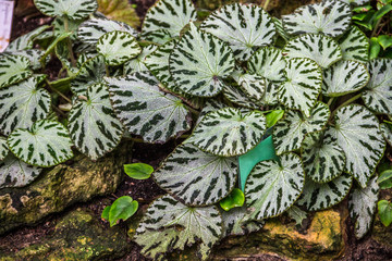 Naklejka na ściany i meble Image of Begonia pustulata in the botanical garden