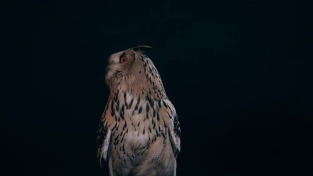 Ein sibirischer Uhu als Studioaufnahme mit schwarzem Hintergrund, die Eule blickt herum und schl&auml;gt mit den Fl&uuml;geln, mehrere Szenen