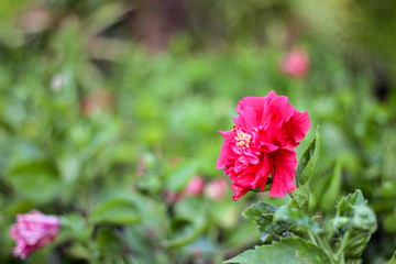 Red hibiscus flowers on the background blurred green leaves.