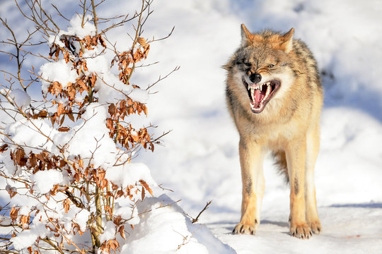 Wolf aggressiv