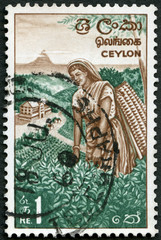 CEYLON - 1964: shows Tea Picker