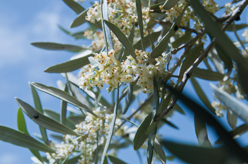 Olivenbl&uuml;te, Ronda, Andalusien, Spanien