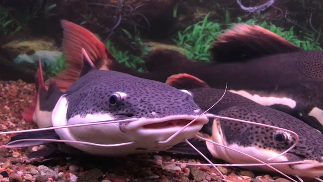 red-tailed catfish swimming in an aquarium