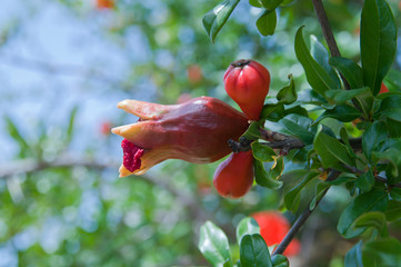 Granatapfelblüte, Ronda, Andalusien, Spanien