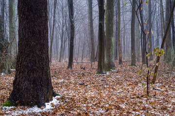 Rezerwat przyrody „Las Zwierzyniecki” – rezerwat przyrody położony na terenie miasta Białystok w województwie podlaskim. Polska