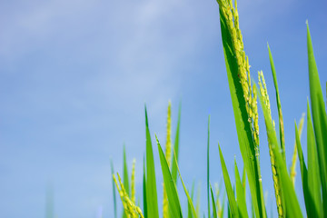 rice field in north Thailand, nature food landscape background