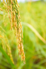 rice field in north Thailand, nature food landscape background