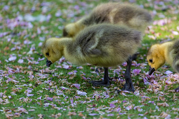 Young canadian goose
