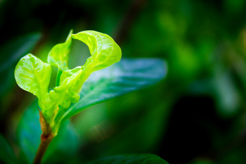 Fresh leaves. Spring green forest with lush foliage