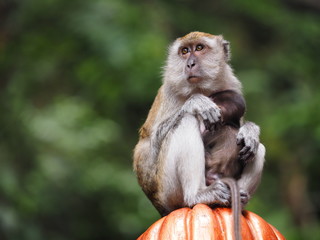 Obraz premium Monkey Mother and Child