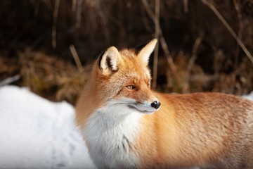 fox