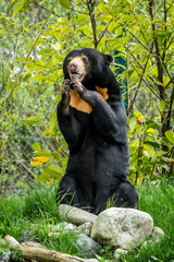 sun bear