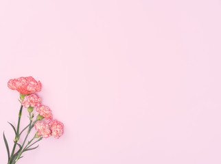 Fototapeta na wymiar beautiful carnation flower