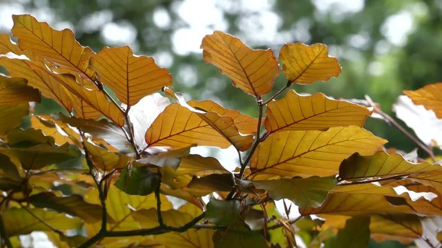 Yellow alder leaves in the wind. Autumn leaves in the wind.