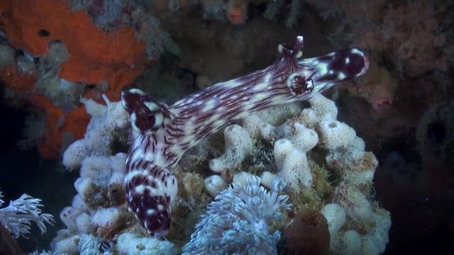 Nudibranch - Jorunna rubescens - Close Up - Philippines