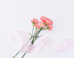 beautiful carnation flower