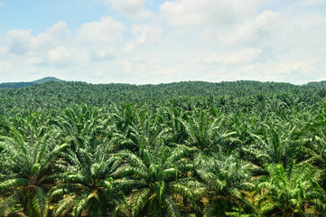 Fototapeta na wymiar Palm Plantation in Malaysia
