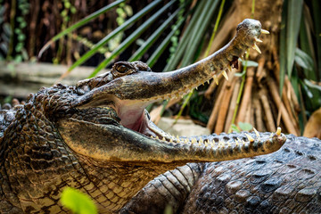 sunda gharial