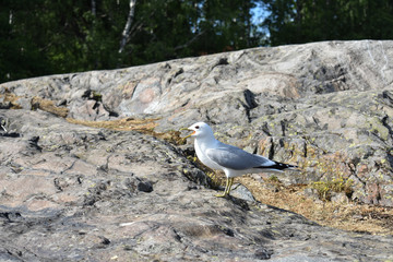 Common gull standing on a big rock with beaks open and shrieking